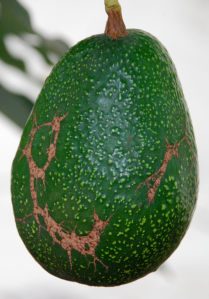 avocado1a